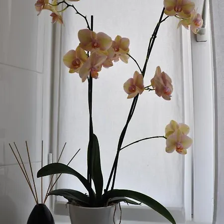 Annie's Bed & Breakfast Bed & Breakfast Ascona