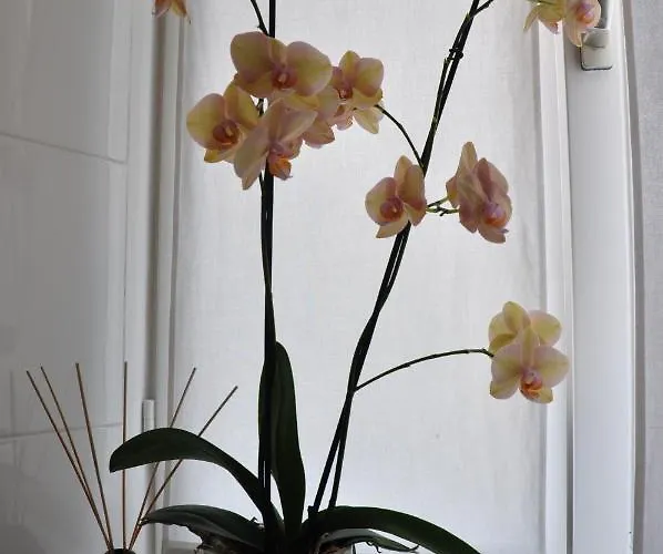 Annie's לינה וארוחת בוקר אסקונה